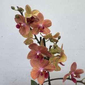 Phalaenopsis 2 Hastes - V.12