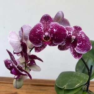 Phalaenopsis 1 Haste - V.12