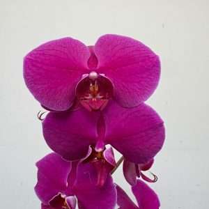 Phalaenopsis - V.12
