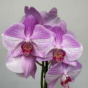 Phalaenopsis - V.12