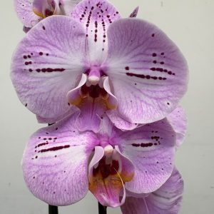 Phalaenopsis - V.12