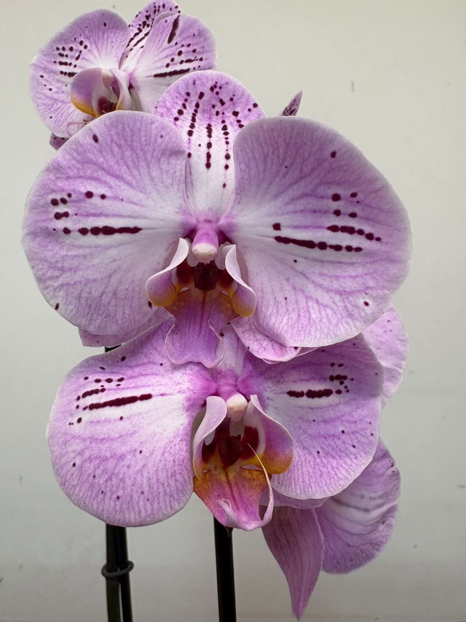 Phalaenopsis - V.12