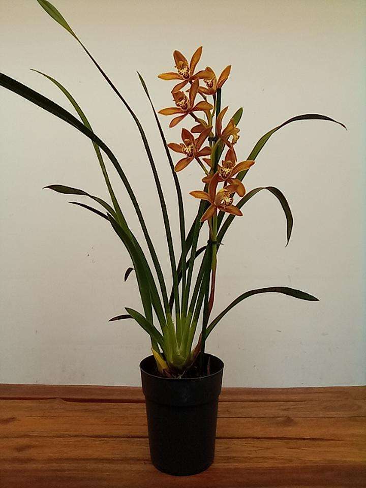 Cymbidium 1 Haste - V.14 - Image 2