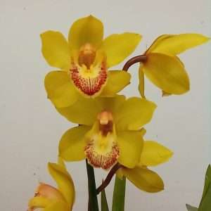 Cymbidium 1 Haste - V.14