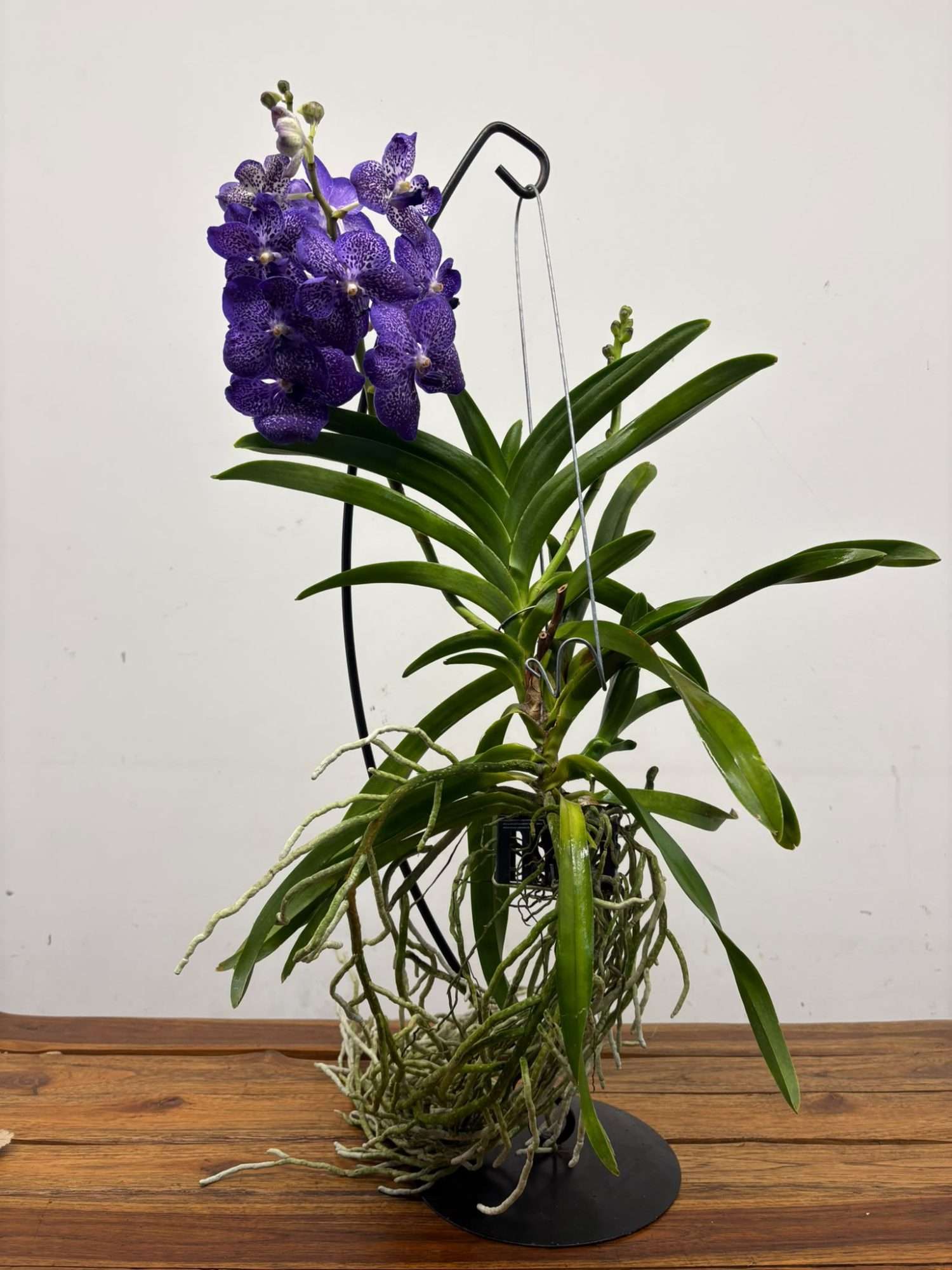 Vanda Hybriden - Image 2