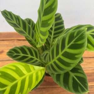 Calathea 'Zebrina' - V.14