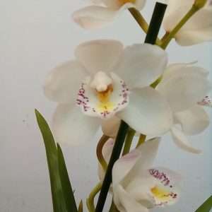 Cymbidium 1 Haste - V.14