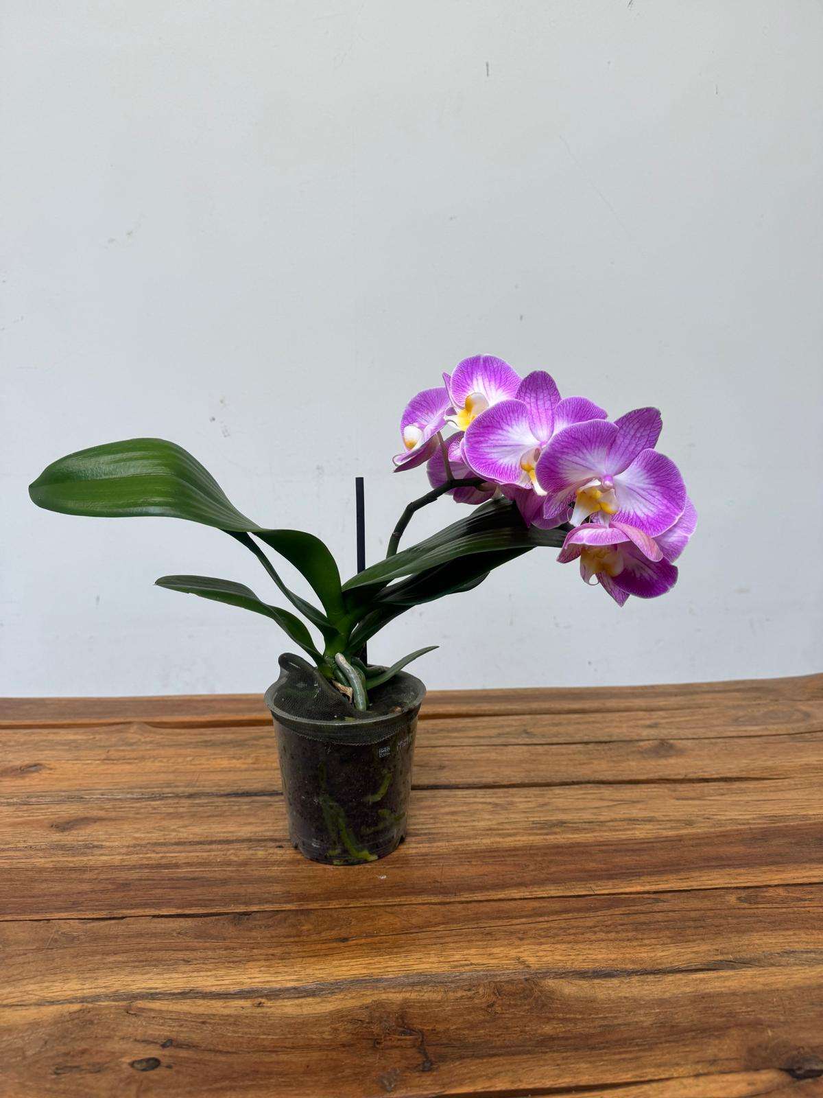 Phalaenopsis 1 Haste - V.12 - Image 2