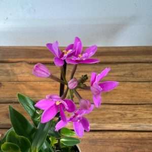 Epidendrum 1 Haste - V.9