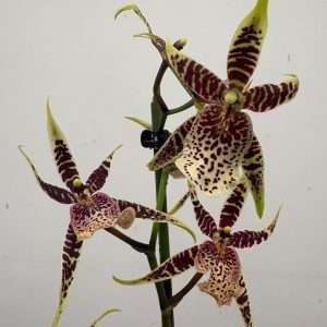 Miltonia - V.12