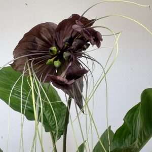Tacca Chantrieri - V.17