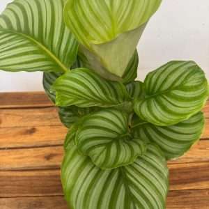 Calathea - V.14