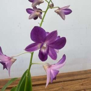 Dendrobium Sa-Nook - V.12