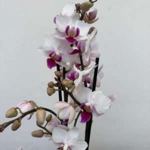 Phalaenopsis 2 Hastes - V.12