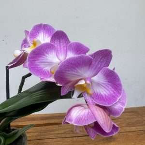 Phalaenopsis 1 Haste - V.12