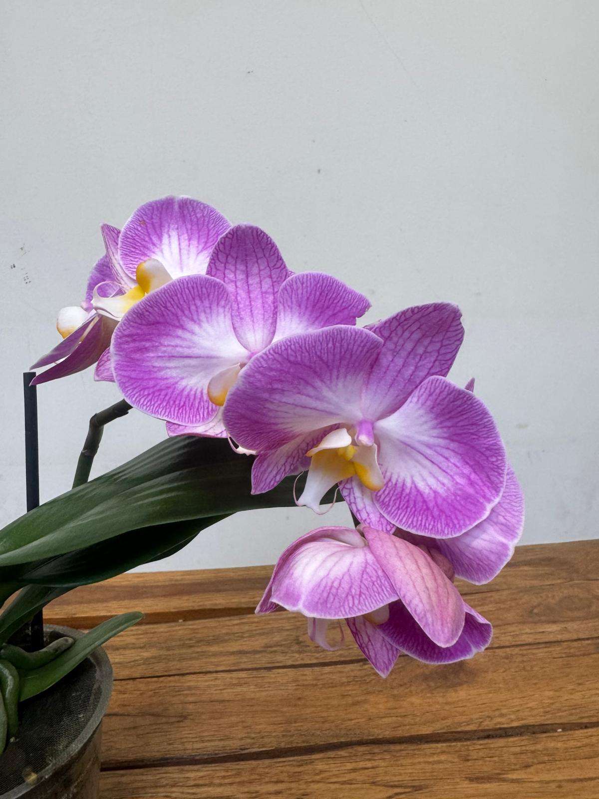 Phalaenopsis 1 Haste - V.12
