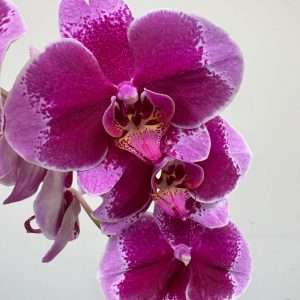 Phalaenopsis - V.12