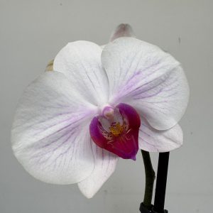 Phalaenopsis - V.12