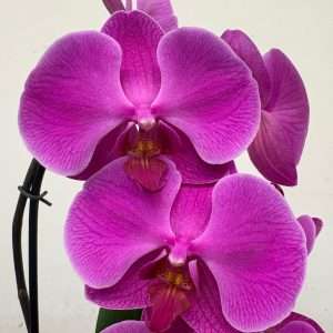 Phalaenopsis - V.12