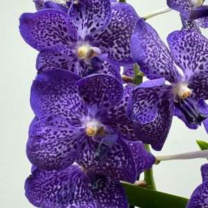 Vanda Hybriden
