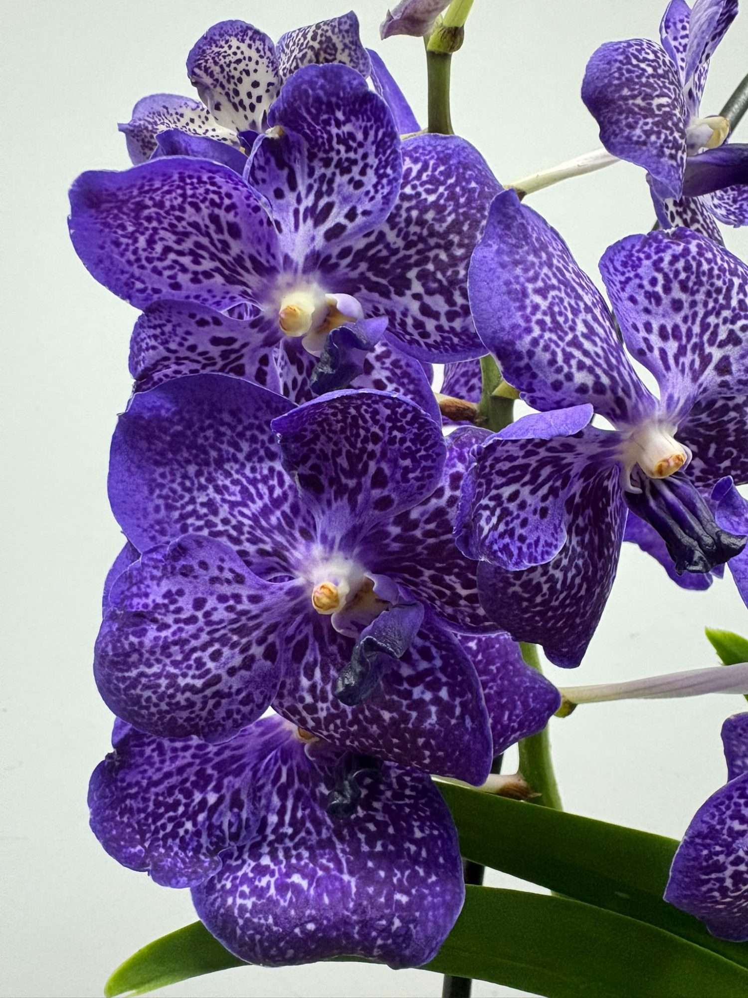 Vanda Hybriden