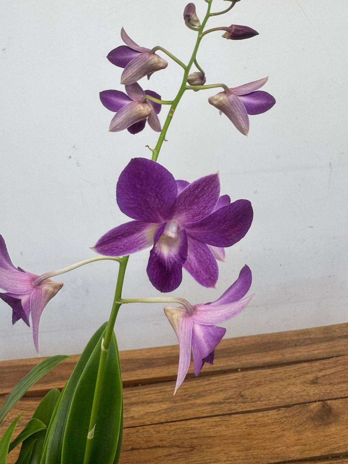Dendrobium Sa-Nook - V.12