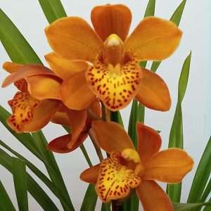 Cymbidium 1 Haste - V.14