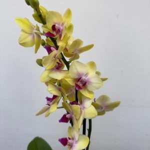 Phalaenopsis 2 Hastes - V.12