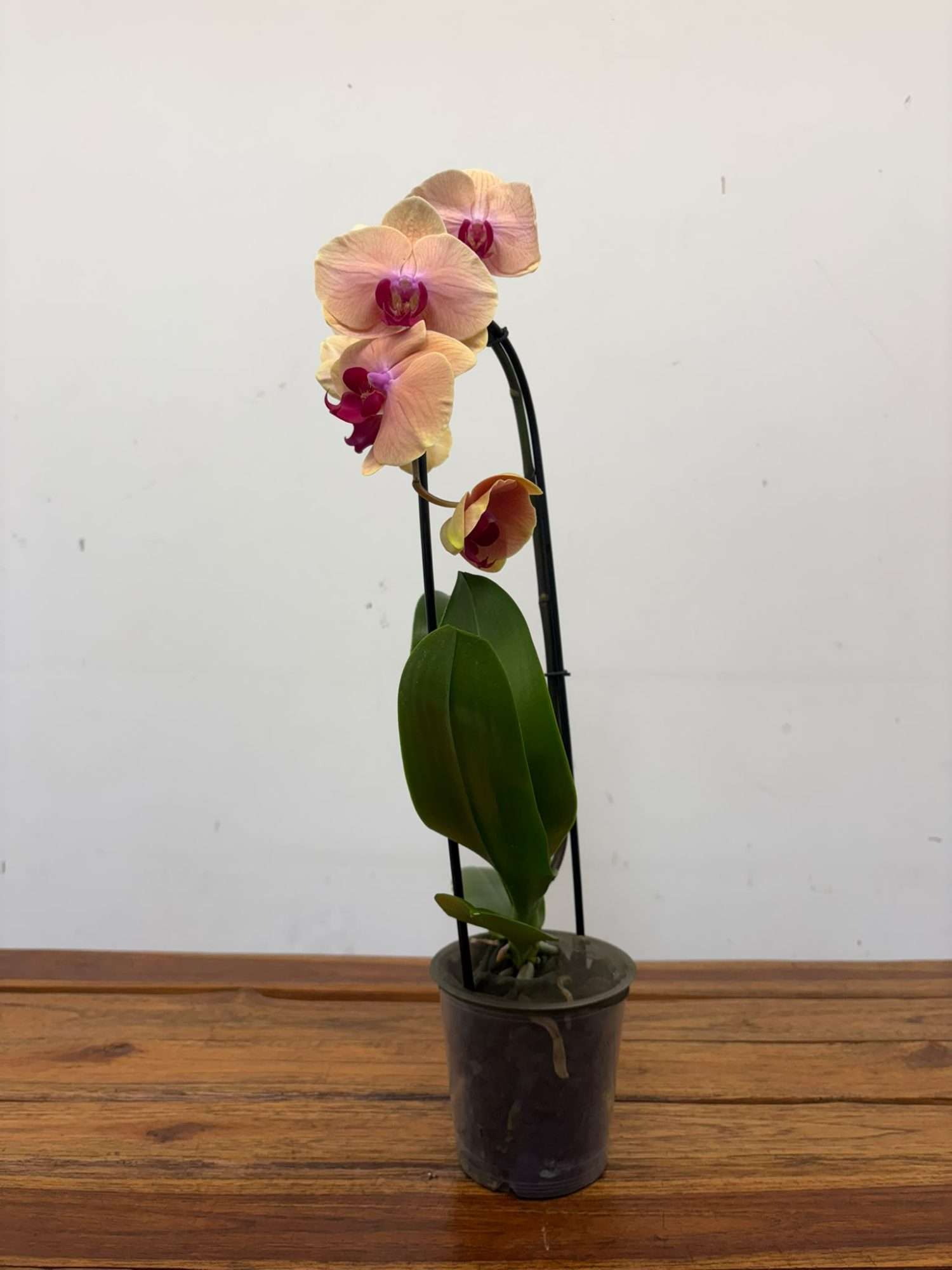 Phalaenopsis - V.12 - Image 2