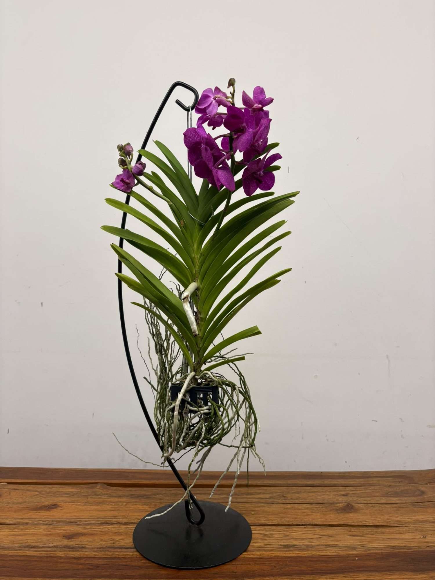 Vanda Hybriden - Image 2