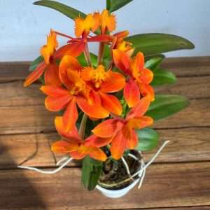 Epidendrum 1 Haste - V.9
