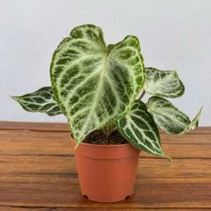 Anthurium 'Silver Blush Mint' - V.12