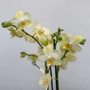 Phalaenopsis 2 Hastes - V.12
