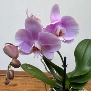 Phalaenopsis 1 Haste - V.12