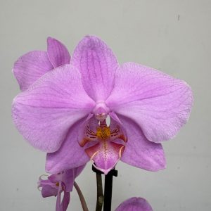 Phalaenopsis - V.12