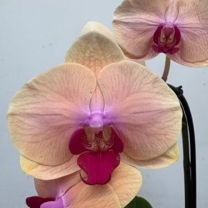 Phalaenopsis - V.12