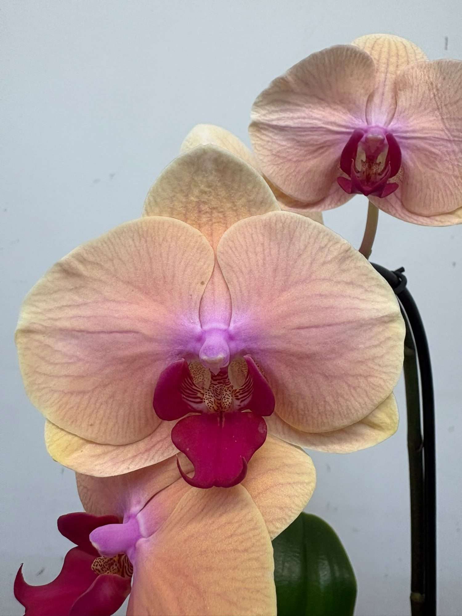 Phalaenopsis - V.12
