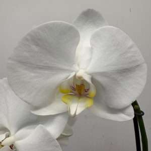 Phalaenopsis - V.12