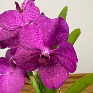 Vanda Hybriden