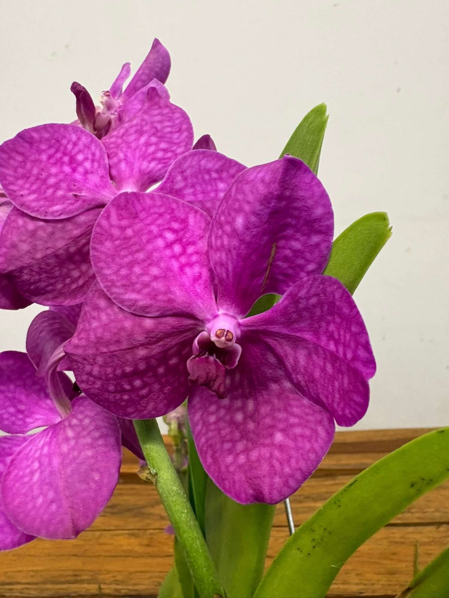 Vanda Hybriden
