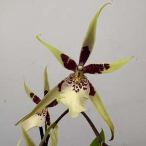 Miltonia - V.12