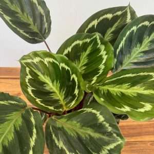 Calathea - V.14