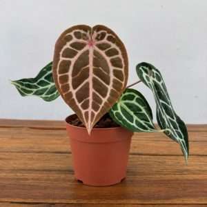 Anthurium 'Pink Blush' - V.12