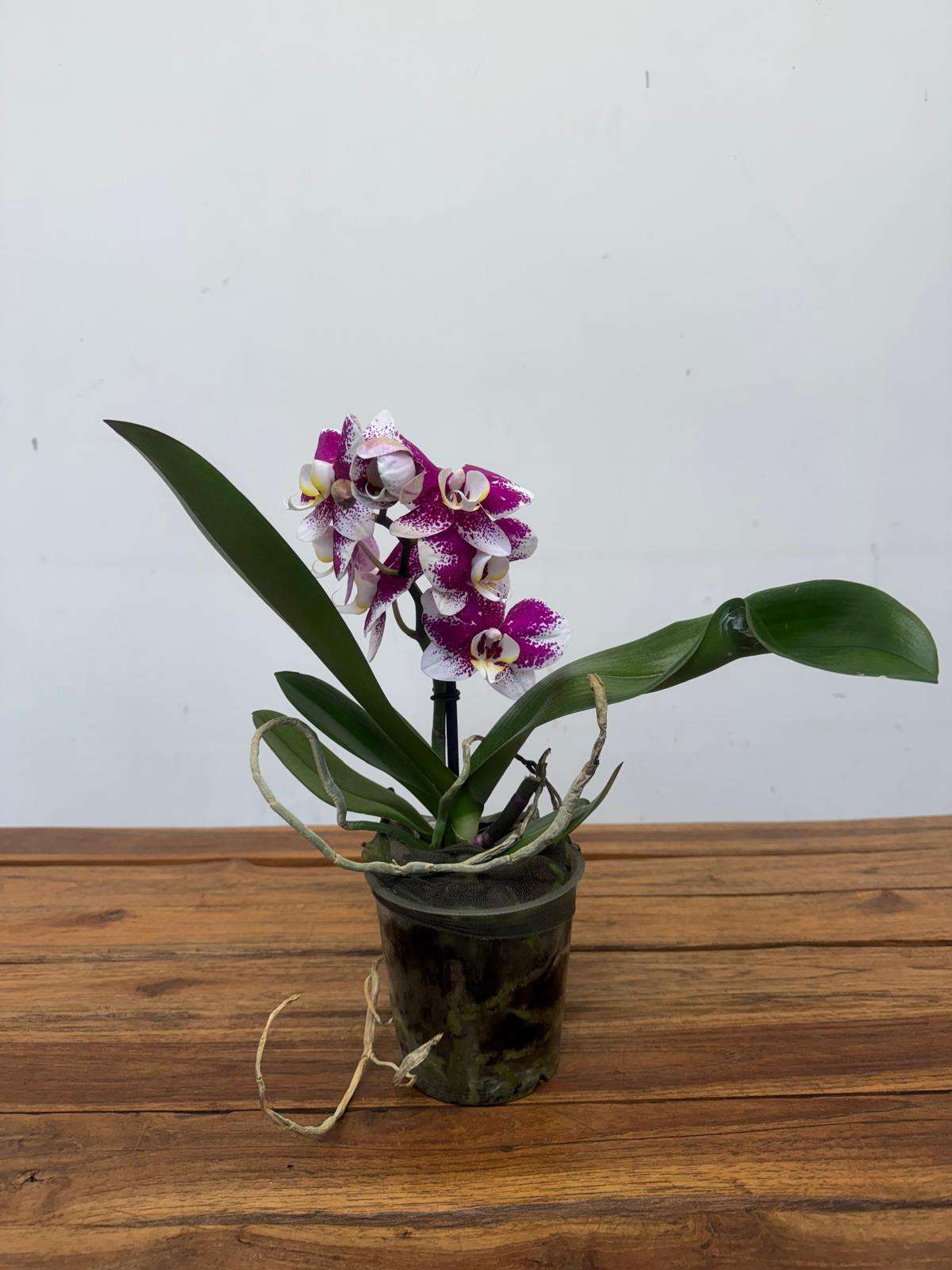 Phalaenopsis 1 Haste - V.12 - Image 2