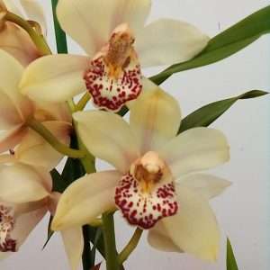 Cymbidium 1 Haste - V.14