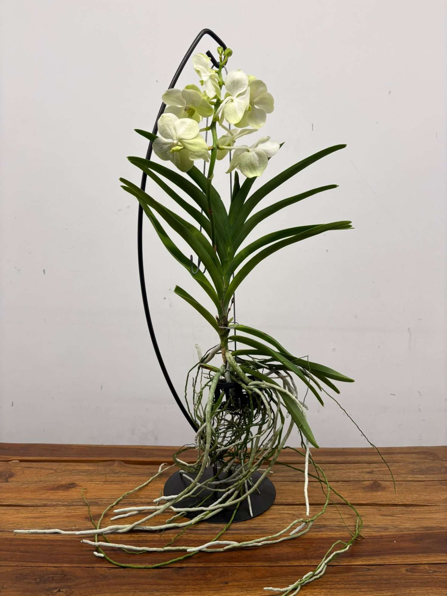 Vanda Hybriden - Image 2