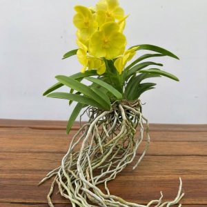 Vanda Hybriden