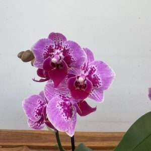 Phalaenopsis 2 Hastes - V.12