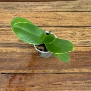 Phalaenopsis 'Sem Flor' - V.9