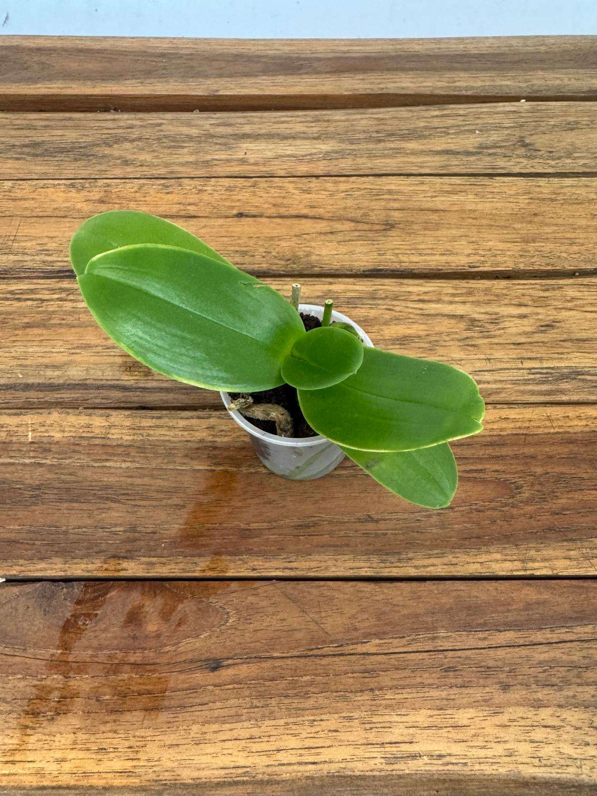 Phalaenopsis 'Sem Flor' - V.9